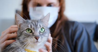 Caution urged following study on COVID-19 in pets