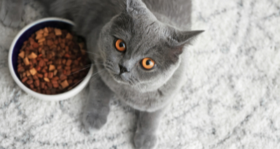 FSA issues update on feline pancytopenia