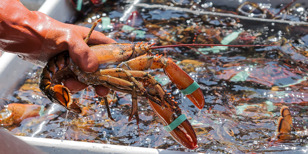 Crustaceans considered for Animal Welfare (Sentience) Bill