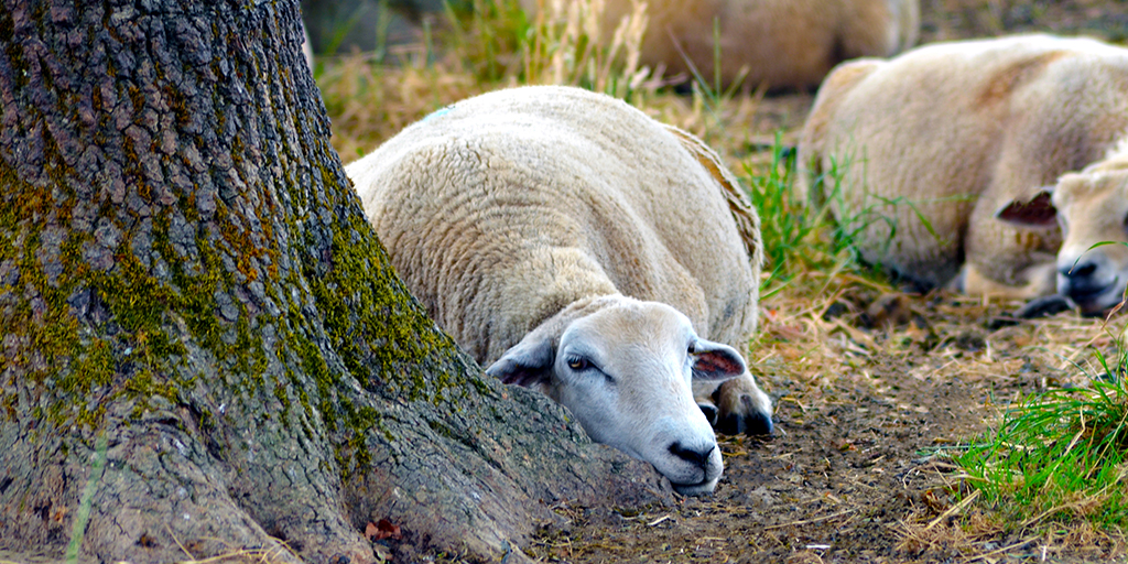 Pregnant ewes lying behaviour associated with lamb birth weight