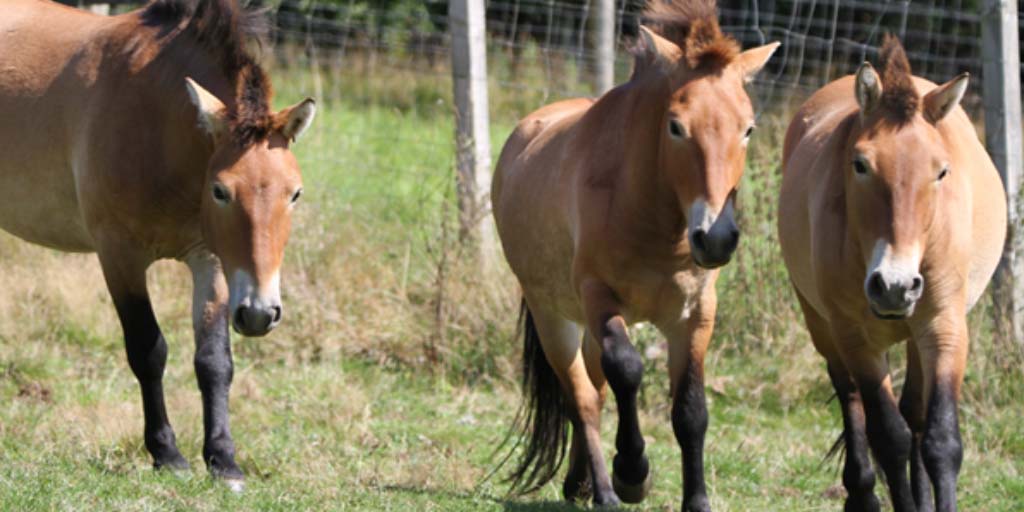 Endangered Przewalski's horses welcomed to Edinburgh Zoo