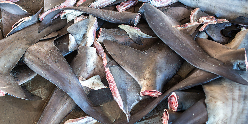 Government to ban shark fin trade