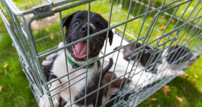 BVA welcomes 'decisive' action on puppy smuggling