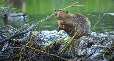 Consultation launched on the reintroduction of beavers in England