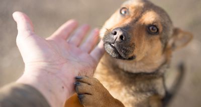 Renewed hope for Nowzad evacuation mission