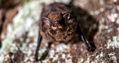 Baby bats babble like human infants - study