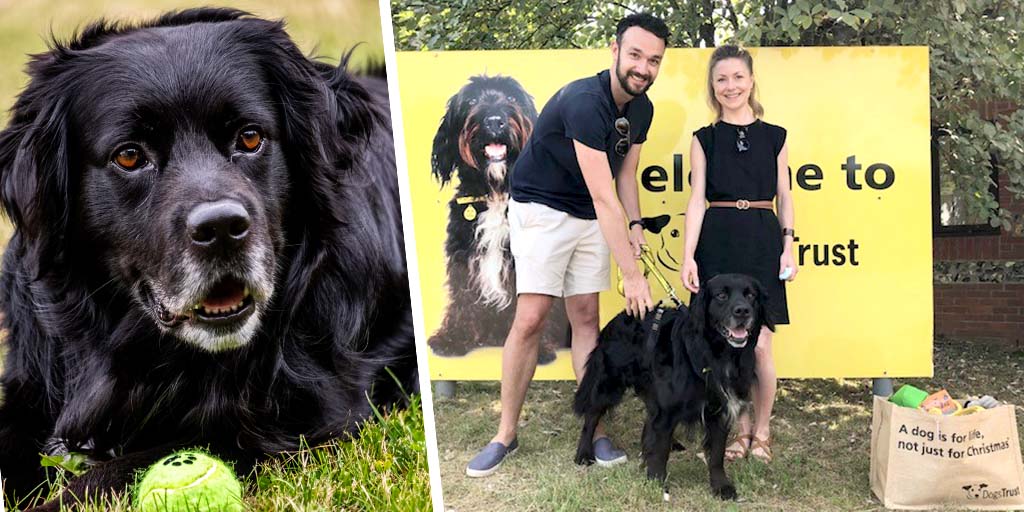 Dogs Trust Snetterton centre rehomes 10,000th dog