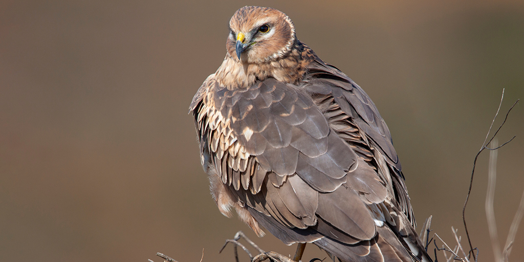 Record numbers for hen harrier breeding