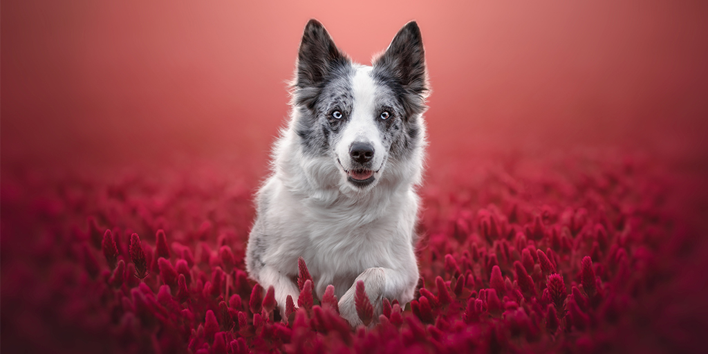 International Pet Photographer of the Year