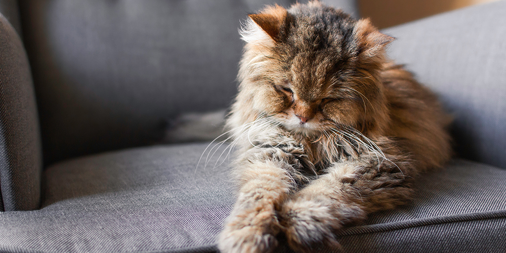 Cat study provides insight into dementia progress