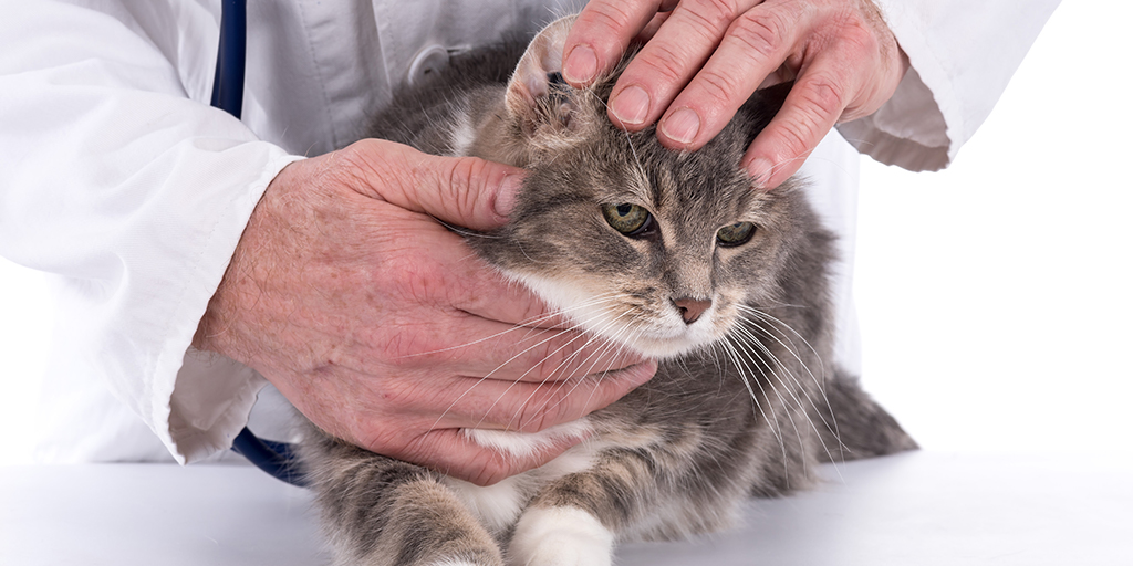 Safety concern with off-label Osurnia use in cats