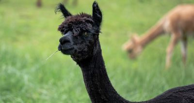 Alpaca petition garners more than 98,000 signatures