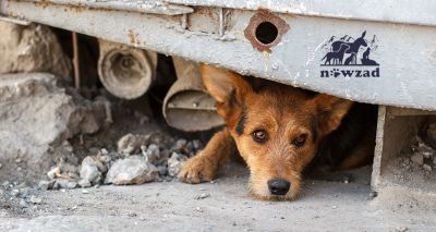 Nowzad launches campaign to rescue Afghan veterinary staff