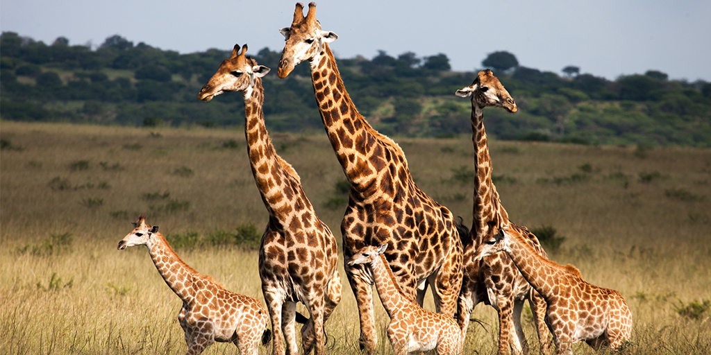 Study suggests giraffe are 'socially complex'