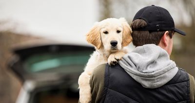 Tougher sentences for dog theft under new pet abduction law