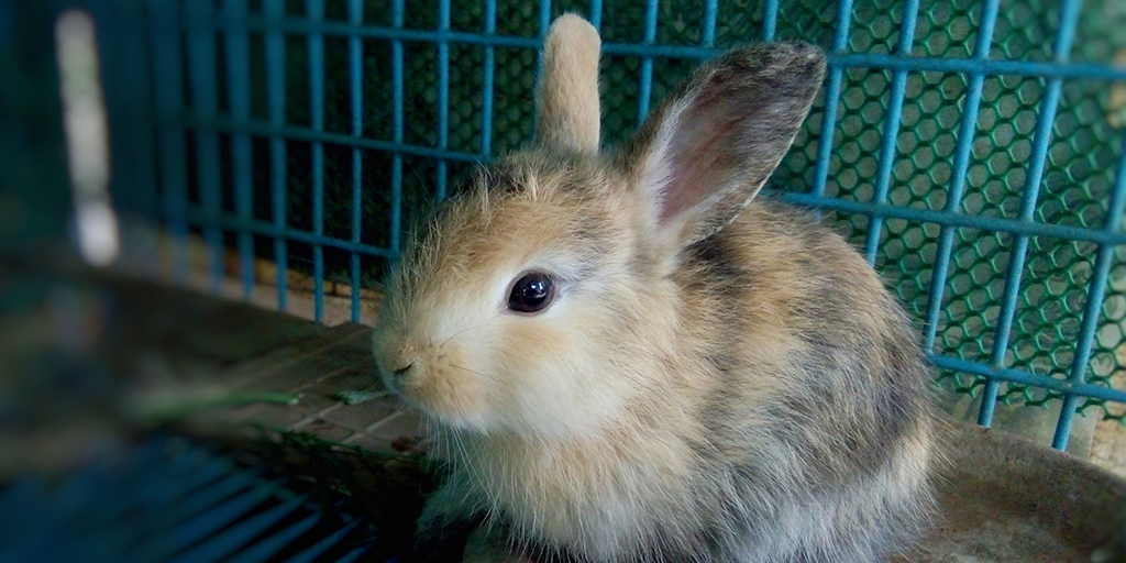 Almost half of UK rabbits live alone, report finds