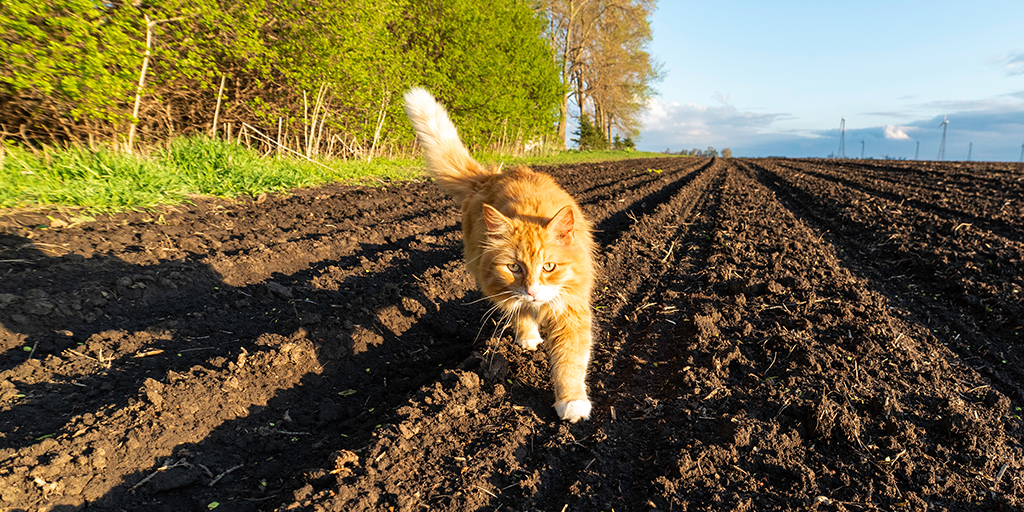 RSPCA launches farm cat rehoming campaign