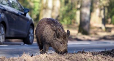 Forest of Dean visitors urged not to feed wild boar