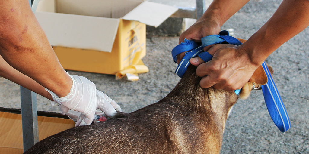 Dog vaccination for rabies essential for preventing spread to humans