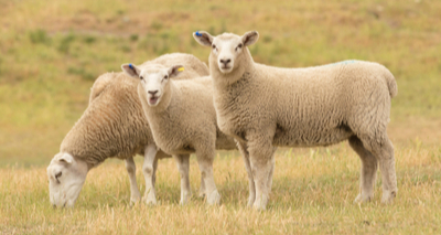 New ovine enzootic abortion vaccine in development