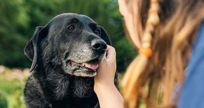 RVN views sought on senior pet care