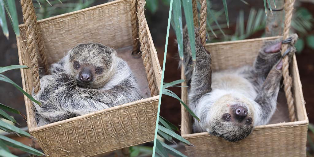 Scotland's first sloths revealed at Edinburgh Zoo