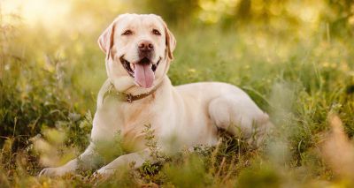 Study gives fresh insight into canine hepatobiliary disease