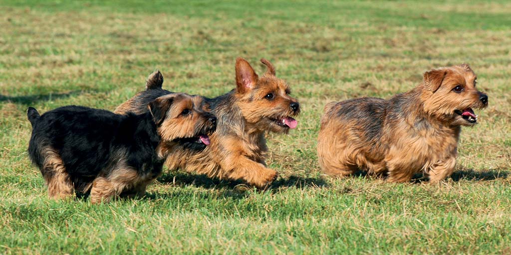 New resources for advising owners on puppy socialisation