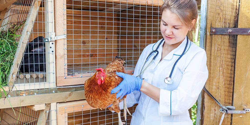 New student grant for chicken veterinary health research