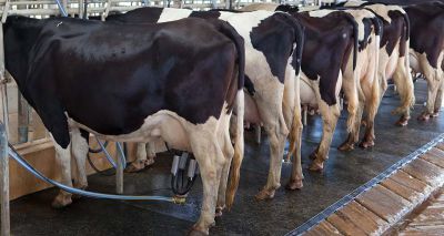 Bovine mastitis research receives funding boost