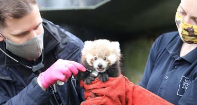 Zookeepers name red panda kit