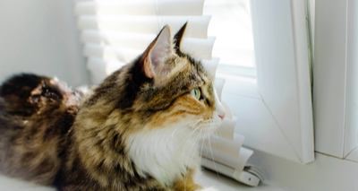 RVC issues latest feline pancytopenia update