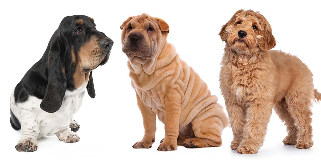 New research reveals dog breeds at risk of ear infections