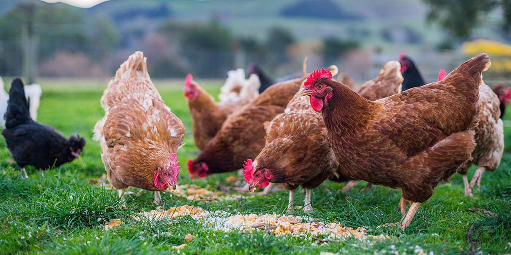 UK declared free from avian influenza