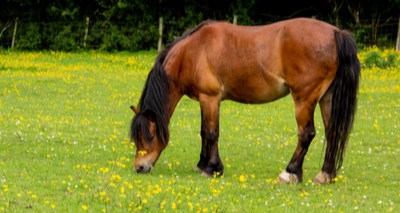 New slimming club for horses launched