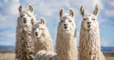 Llama antibodies show "significant potential" as COVID-19 treatment