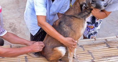 Surrey vets announce collaboration to end rabies