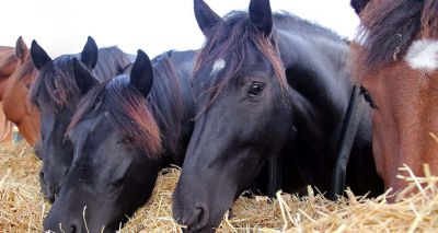 Publication to help mitigate spread of the equine disease