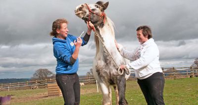 Tapeworm 'a significant pathogen in young horses'