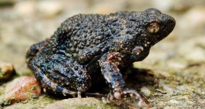 Amphibian foam could aid drug delivery in humans, study finds