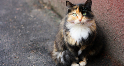 A quarter of a million stray cats living in UK – study