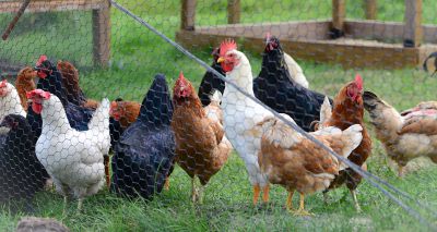 Avian influenza confirmed in Worcestershire