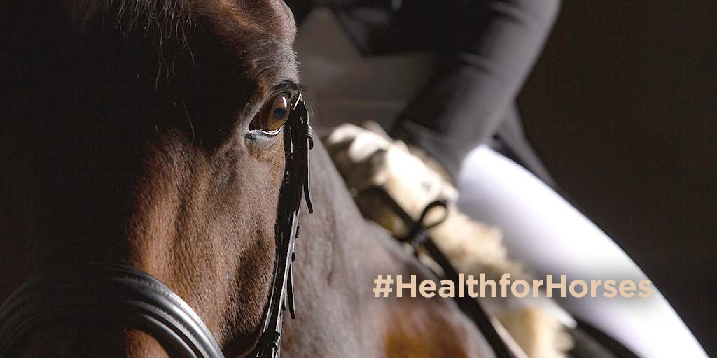 FEI launches 'Health for Horses' online campaign