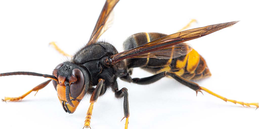 Asian hornet spotted in Berkshire