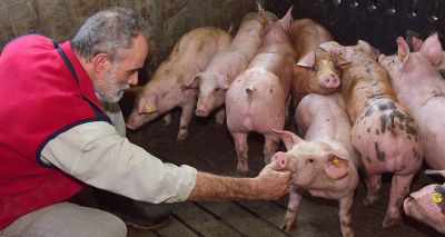 Temporary visas to help tackle pig backlogs