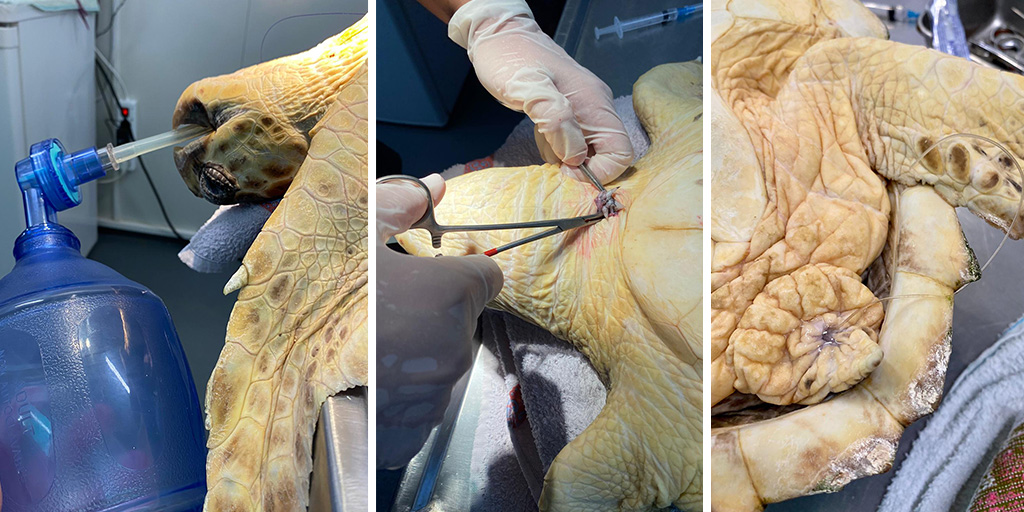 Endangered turtle receives lifesaving operation