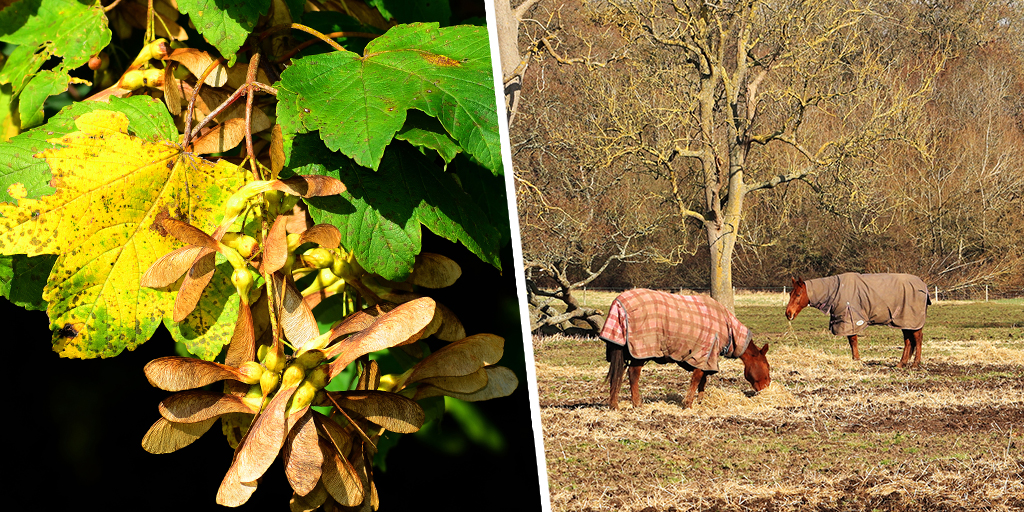 BEVA provides advice on atypical myopathy prevention