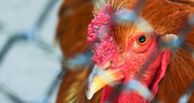 Vets urge action to reduce avian flu risk