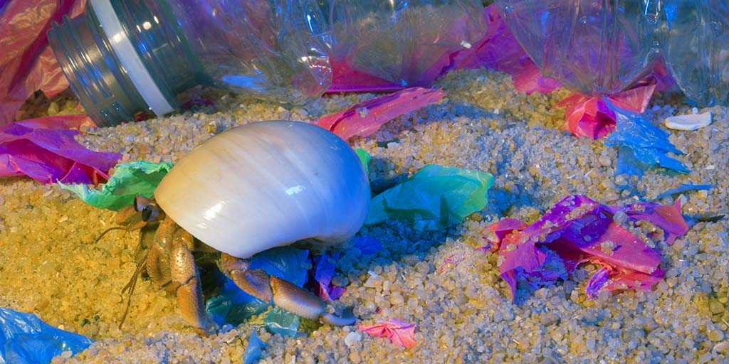 Hermit crab behaviour affected by microplastics