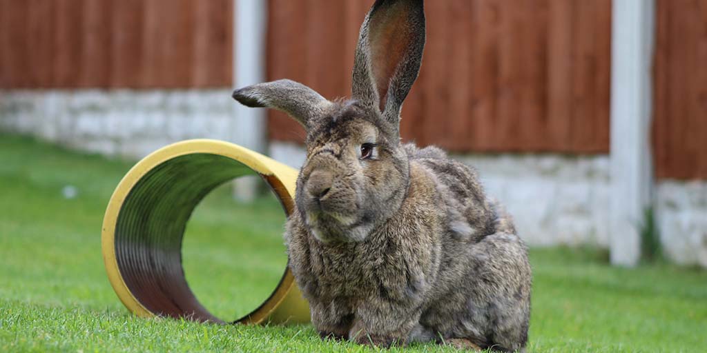 Giant rabbits susceptible to unusual fracture